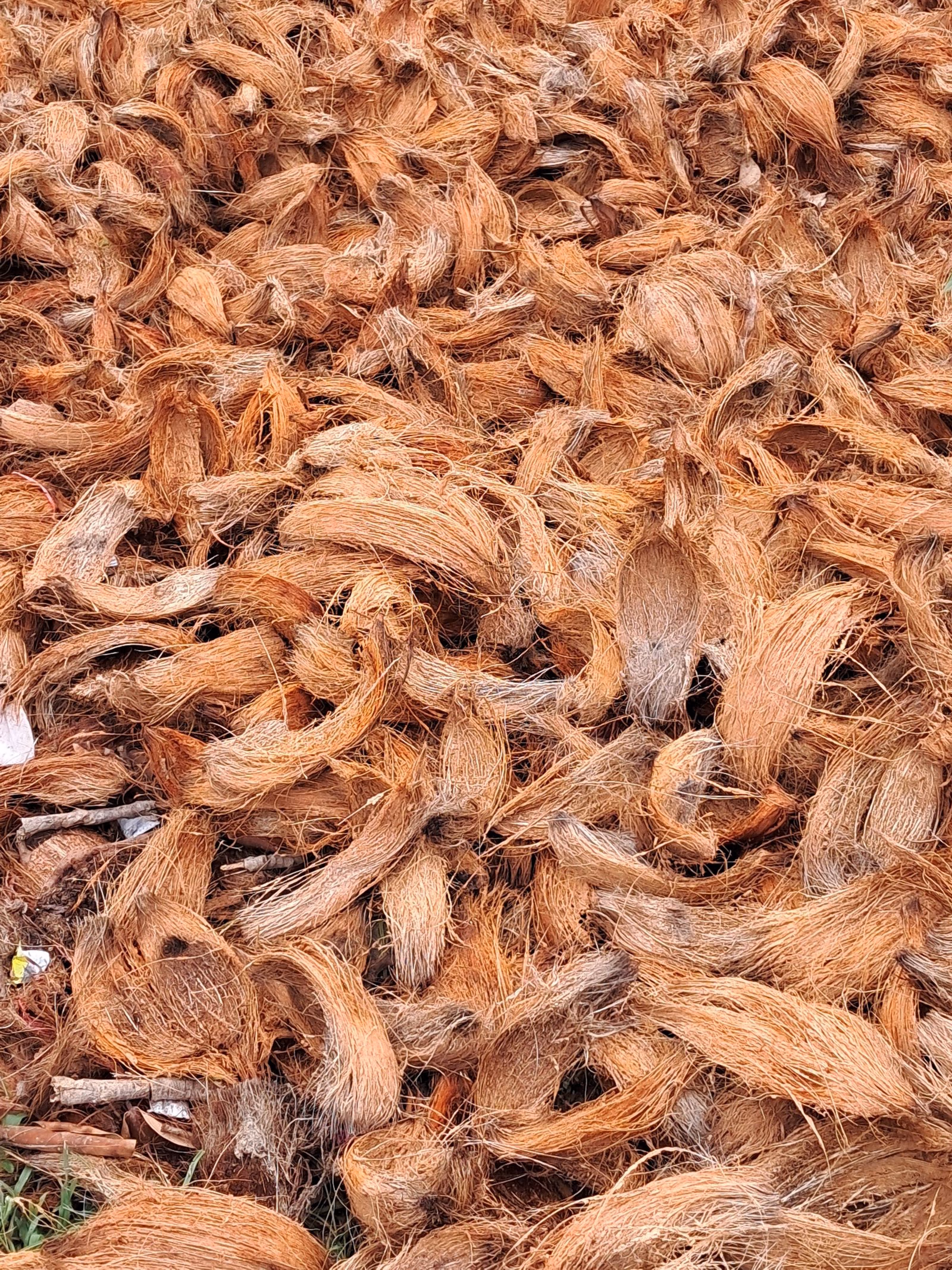 Coconut husks — Kangeyam coir belt