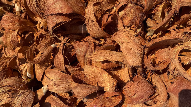 Coconut husk chips