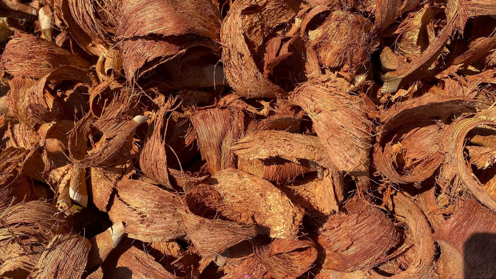 A pile of curled coconut husk fibre chips in sunlight